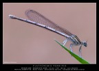 PLATYCNEMIS PENNIPES PLATYCNEMIS PENNIPES