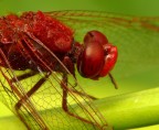 Red Dragonfly - primo piano Red Dragonfly - primo piano
