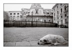 Un Cane in un Bianco & Nero a Palermo #2 Un Cane in un Bianco & Nero a Palermo #2