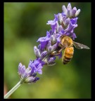 Ape su lavanda Ape su lavanda