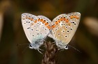 Lycaena dispar (accoppiamento) Lycaena dispar (accoppiamento)