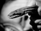 Il serpentello