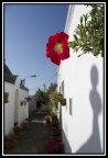Backstreet flowers 2 Backstreet flowers 2