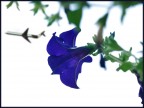 verso il cielo verso il cielo