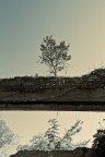 Alberi 05