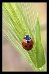 Coccinella Coccinella