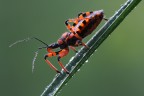 Rhinocoris iracundus Rhinocoris iracundus