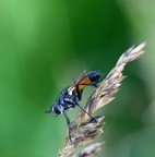 stranamosca stranamosca