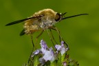 Bombylius Bombylius