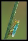 Cicadella viridis Cicadella viridis