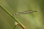 Platycnemis pennipes (fem) Platycnemis pennipes (fem)
