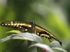papilio family papilio family
