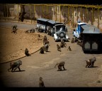 Il pianeta delle scimmie Il pianeta delle scimmie