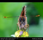 Faccia a Faccia Faccia a Faccia