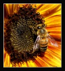 Ape- Impollinatrice 2 Ape- Impollinatrice 2
