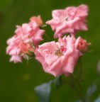 Sono arrivato ultimo... Sono arrivato ultimo...