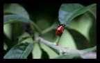 coccinella... coccinella...