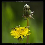 la grande abbuffata la grande abbuffata