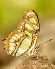Farfalla...niente più semplice Farfalla...niente più semplice