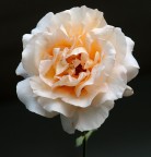 rosa in bianco ed arancio rosa in bianco ed arancio