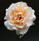rosa in bianco ed arancio