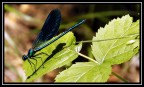 Libellula Libellula