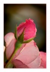 Rose............. Rose.............
