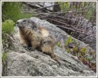 Marmotta Marmotta