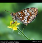 Profilo di farfalla.... Profilo di farfalla....