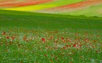 INTRECCIO DI COLORI (RADUNO CASTELLUCCIO) INTRECCIO DI COLORI (RADUNO CASTELLUCCIO)