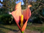 Nikon Coolpix 4300