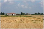il grano dopo un temporale il grano dopo un temporale