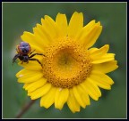 Piccolo ragno Piccolo ragno