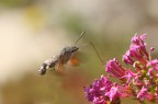 Macroglossum stellatarum Macroglossum stellatarum