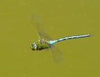 Anax imperator - in volo Anax imperator - in volo
