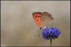sul viola.. sul viola..