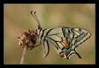 Papilio macaon Papilio macaon