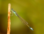 Ischnura elegans