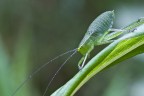 Scatto molto ravvicinato e taglio obbligato, antennine chilometriche e zampette tese all'indietro non mi hanno permesso di far entrare tutto l'animaletto (dovrebbe trattarsi di Leptophyes punctatissima) nel fotogramma... commenti e critiche molto graditi!

f/18 - 0,6 sec. - ISO 100 - No flash - Lievissimo Crop - cavo di scatto - sollevamento preventivo specchio - cavalletto - PP.