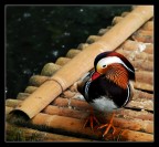 anatra mandarina anatra mandarina