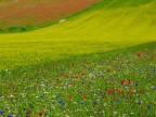 BANDE DI COLORI (RADUNO NSF)