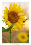 Girasole Girasole