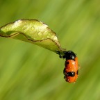 In giostra In giostra