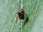 mosca su foglia mosca su foglia