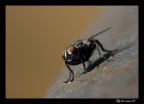 Macro di una mosca