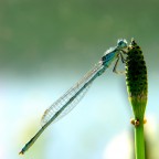 Damigella di primo mattino Damigella di primo mattino