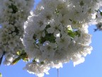 Nikon Coolpix 5400