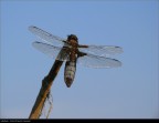 Libellula Libellula