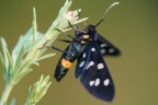 Syntomis phegea Syntomis phegea
