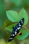 Syntomis phegea